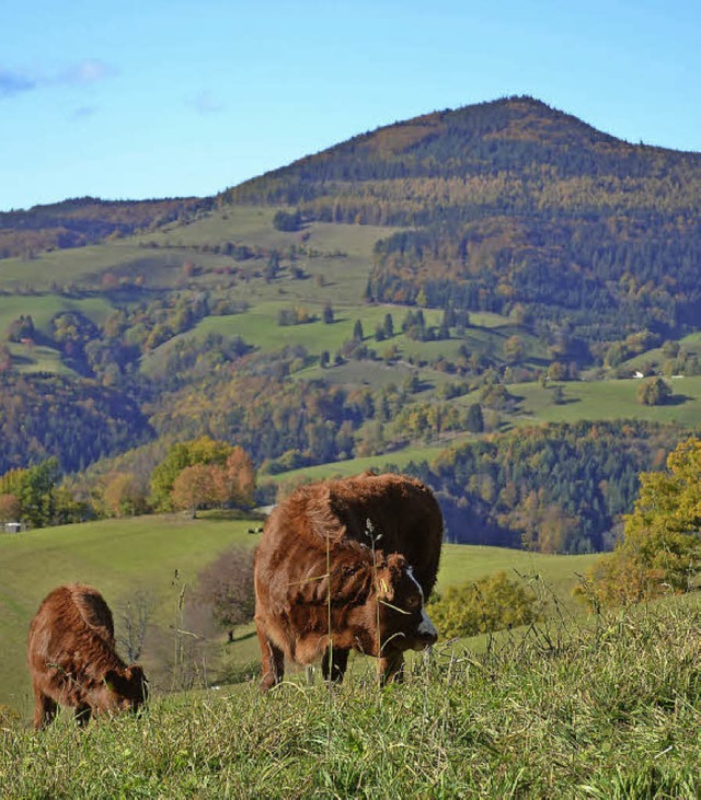 Freier Blick auf den Gipfel dank &#8222;tierisch guter&#8220; Helfer   | Foto: paul Berger