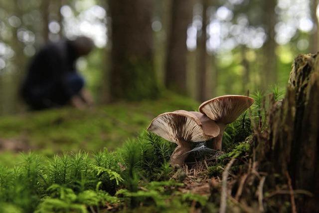 Im Wald stehen die falschen Bume