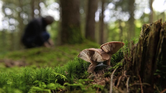 Gnter Saar hat eine  Verarmung der Pilzflora festgestellt.   | Foto: Dpa