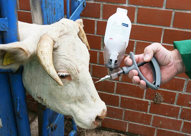 Ein Tierarzt impft mit einer Pistolens...n ist, ein Rind  gegen die Krankheit.   | Foto: dpa
