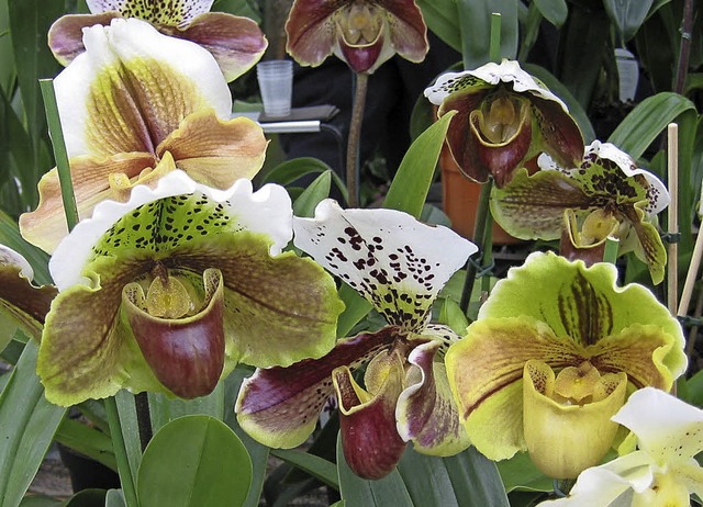 Augenweide Orchideen   | Foto: Freundeskreis Stadtpark