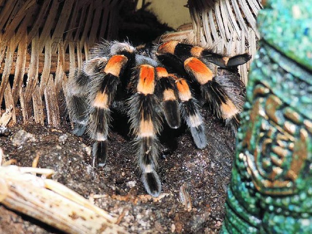 Eine der beiden Vogelspinnen.  | Foto: Verein