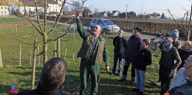 Baumwart Gerhard Frenk zeigt, wie ein richtiger Baumschnitt funktioniert.   | Foto: Rudi Rest