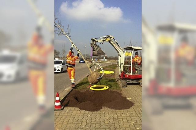 Amberbume statt Eschen