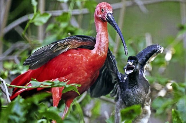 Ibisse im Basler Zoo  | Foto: bz