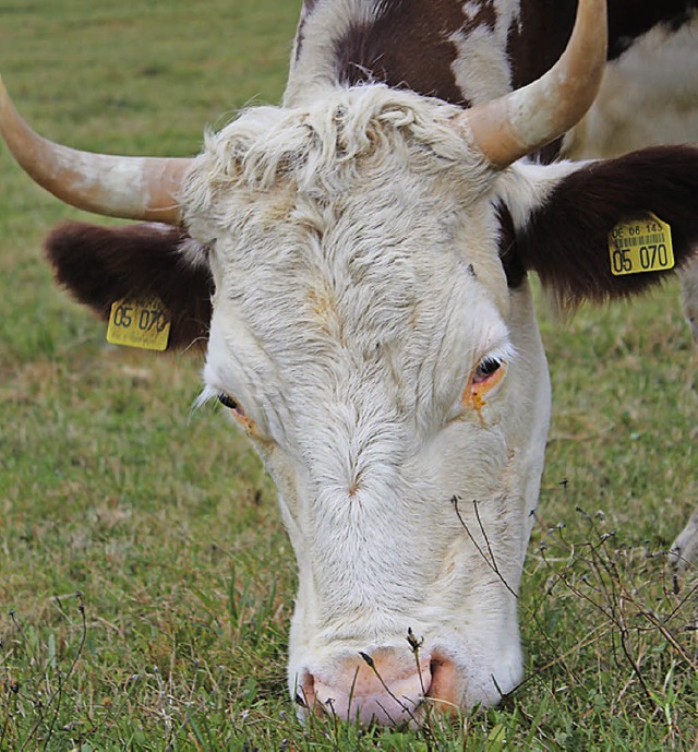 90 Rinder drfen auch in der kommenden Weidesaison aufgetrieben werden.  | Foto: Christa Maier
