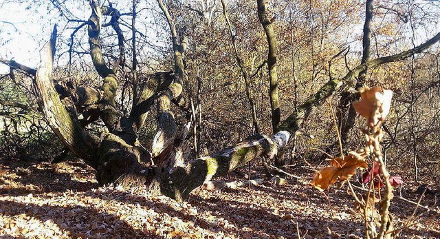 Bleibt Totholz einfach liegen, entsteh...er Lebensraum fr Pflanzen und Tiere.   | Foto: Julius Steckmeister