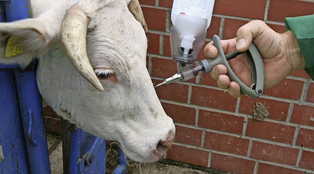 Blauzungenkrankheit rückt wieder näher Kreis Lörrach Badische Zeitung