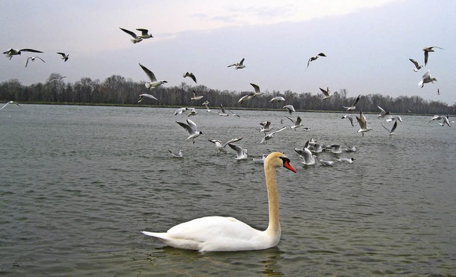   | Foto: Wilhelm Billharz