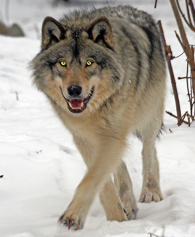 Ein Wolf &#8211;  Glcksfall oder  rgernis?   | Foto: Colourbox