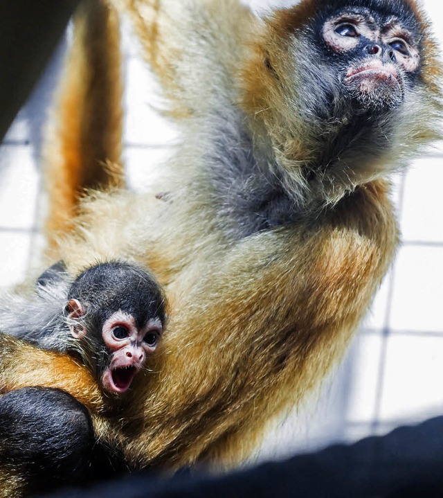   | Foto: Zoo Basel (Torben Weber)