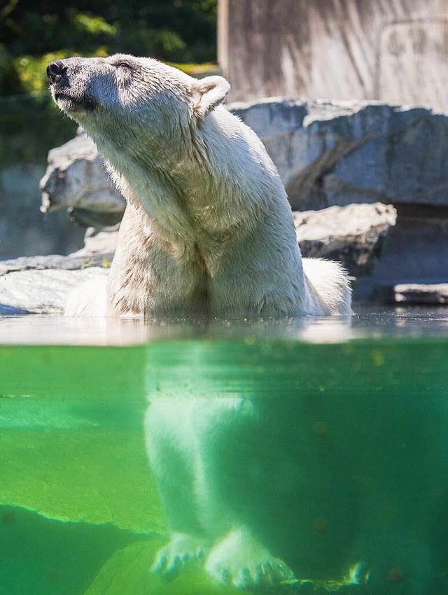 Eisbren leiden unter dem Klimawandel.   | Foto: dpa