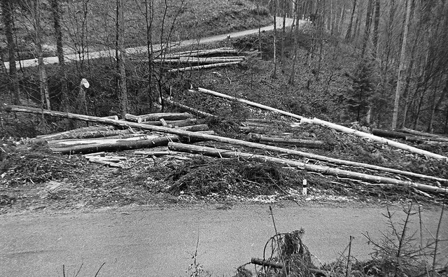 Das war 1966: Umgestrzte Fichten an der Tennebacher Strae.  | Foto: Armin Mller