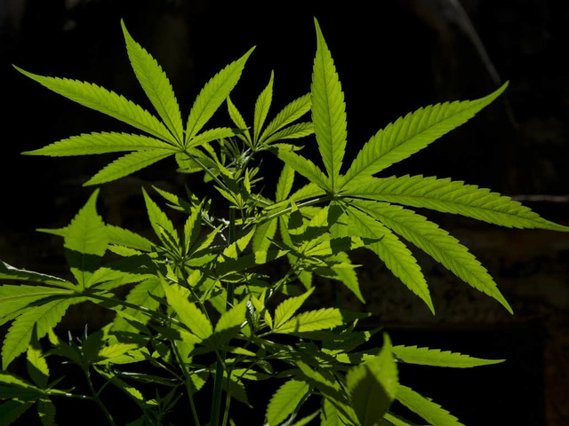 Marihuana im Kilobereich hat sich der Schler laut Polizei besorgt.  | Foto: AFP