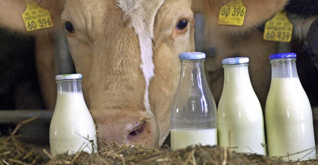 Dieser Kuh aus Bayern drfte es herzli...r Milcherzeugnisse schwer zu schaffen.  | Foto: dpa