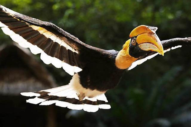 Indonesiens artenreiche Vogelwelt schrumpft rapide