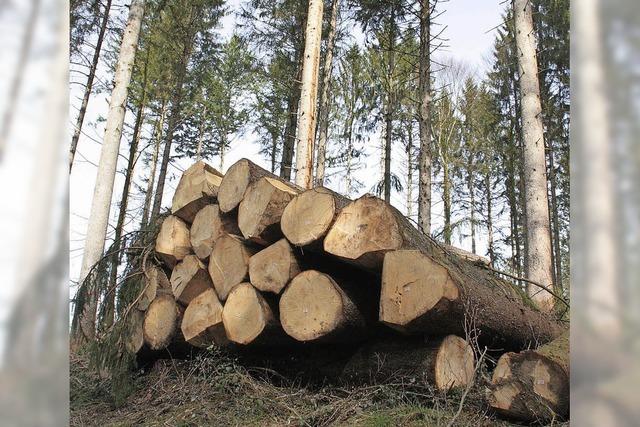 Waldgemeinschaft kmpft mit Borkenkfern und Kartellamt