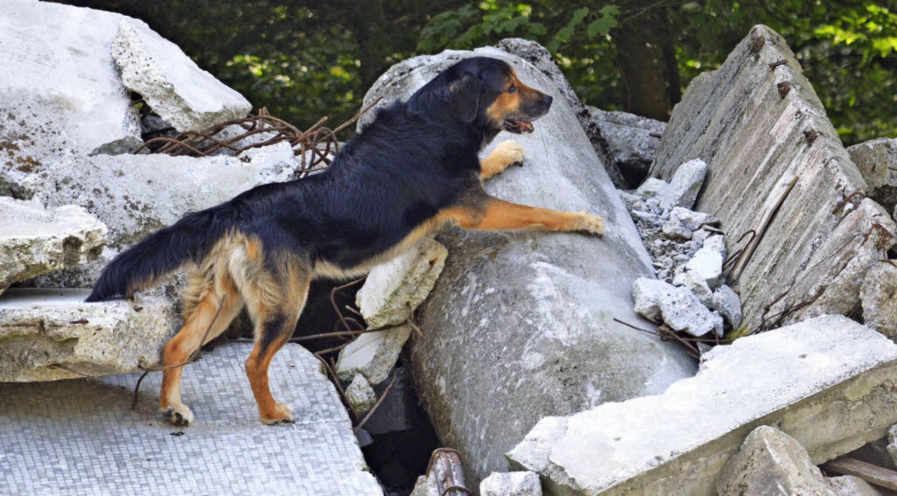 Mit Rettungshunden wird ständig geübt.   | Foto: Rettungshundestaffel