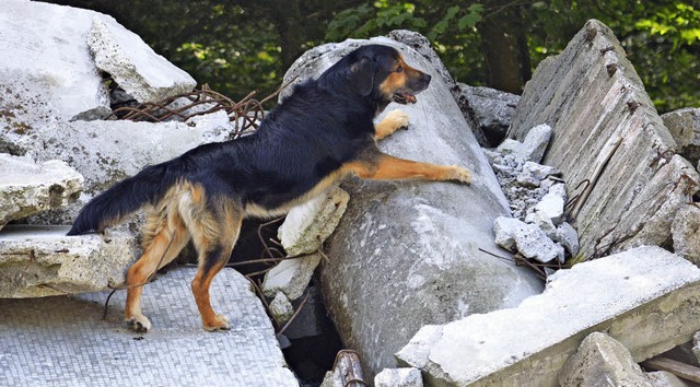 Mit Rettungshunden wird stndig gebt.   | Foto: Rettungshundestaffel