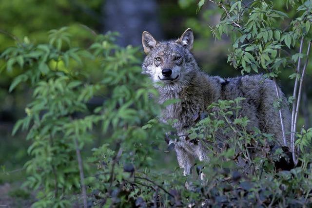 Im Waldhaus dreht ich bei einem Aktionstag alles um den Wolf