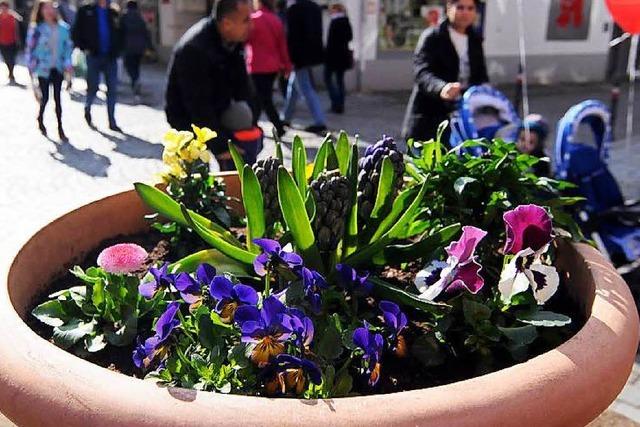 Fotos: Bltensonntag in Lahr