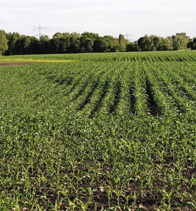 Das Agrargelnde stlich des Schachenw...ll kologisches Vorranggebiet  werden.  | Foto: M. frietsch