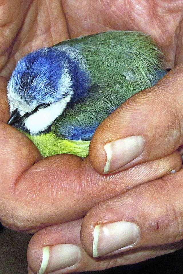 Frhlingsausflug mit Absturz  | Foto: Helmut Kohler