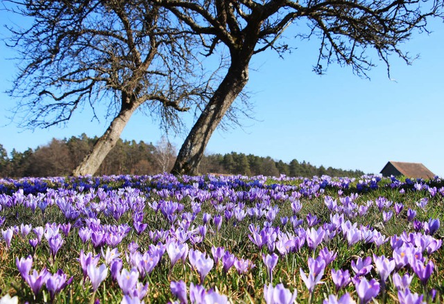 Welche Pracht: Wilde Krokusse blhen am Wanderweg in Bad Teinach-Zavelstein.   | Foto: Archivfoto:Teinachtal-Touristik