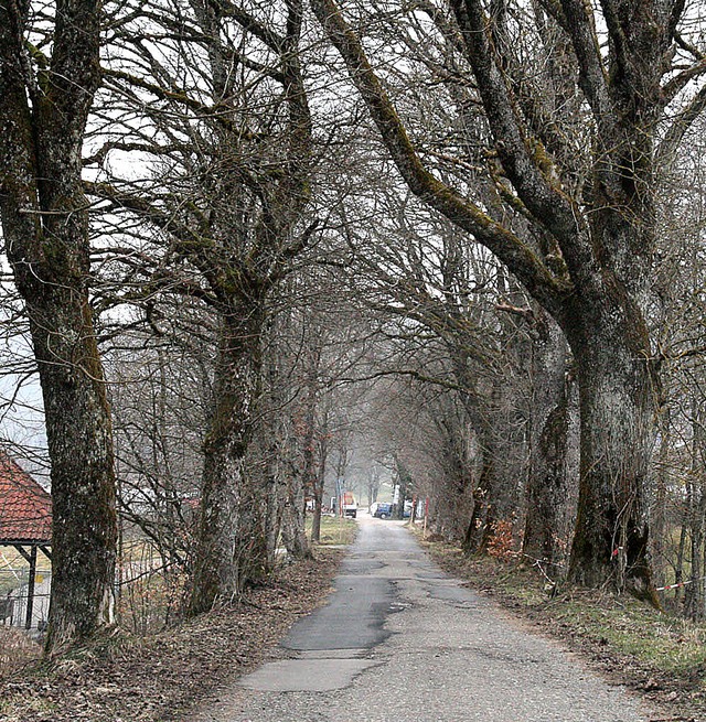 Die Allee an der Murgtalstrae in Hottingen wird neu gestaltet.   | Foto: Schtz