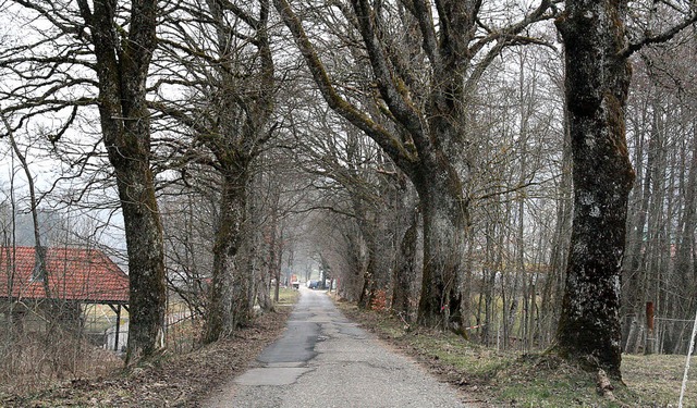 Die Allee an der Murgtalstrae in Hottingen wird neu gestaltet.   | Foto: Peter Schtz