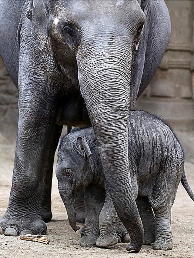 Taufe?  Elefantenbaby Kanja versteckte sich lieber.   | Foto: dpa