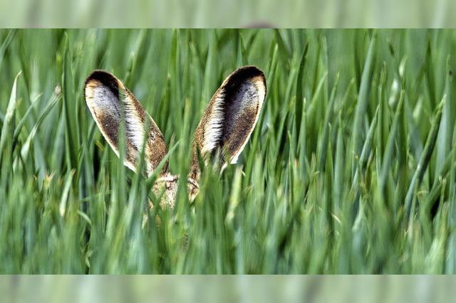 Osterhase in Sichtweite