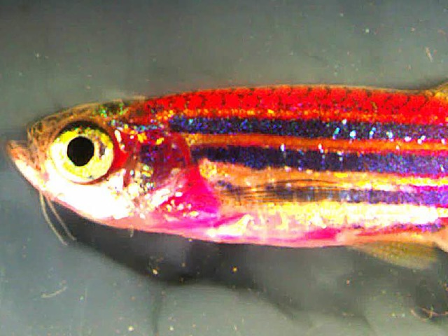 Der Regenbogenfisch:  Jede Hautzelle d... Regeneration von Gewebe zu verstehen.  | Foto: dpa