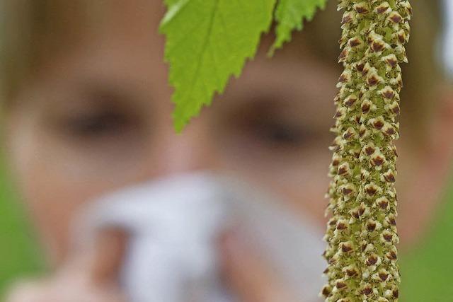 Die Pollen fliegen, die Nase luft