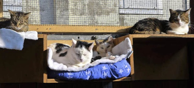 Sichtlich wohl fhlen sich die Katzen ...in deren Bad Sckinger Tierarztpraxis.  | Foto: Felix Lieschke