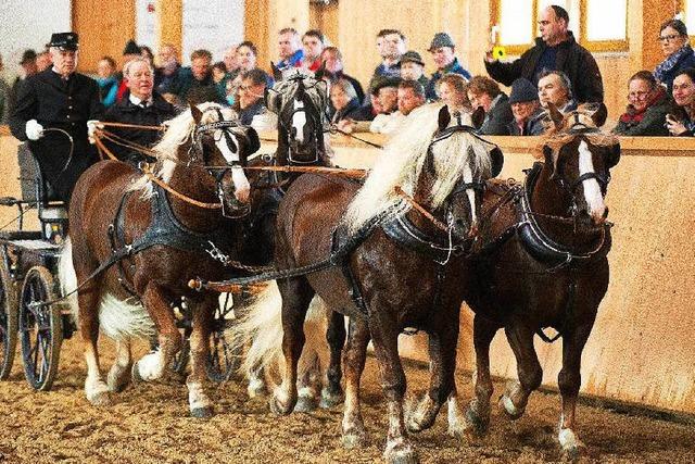 Deckhengste prsentieren sich in St. Mrgen