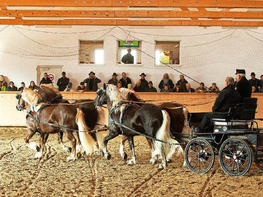 Beim Treffen der Schwarzwlder Pferdezuchtgenossenschaft drehte sich alles um die Vierbeiner, besonders die Deckhengste.