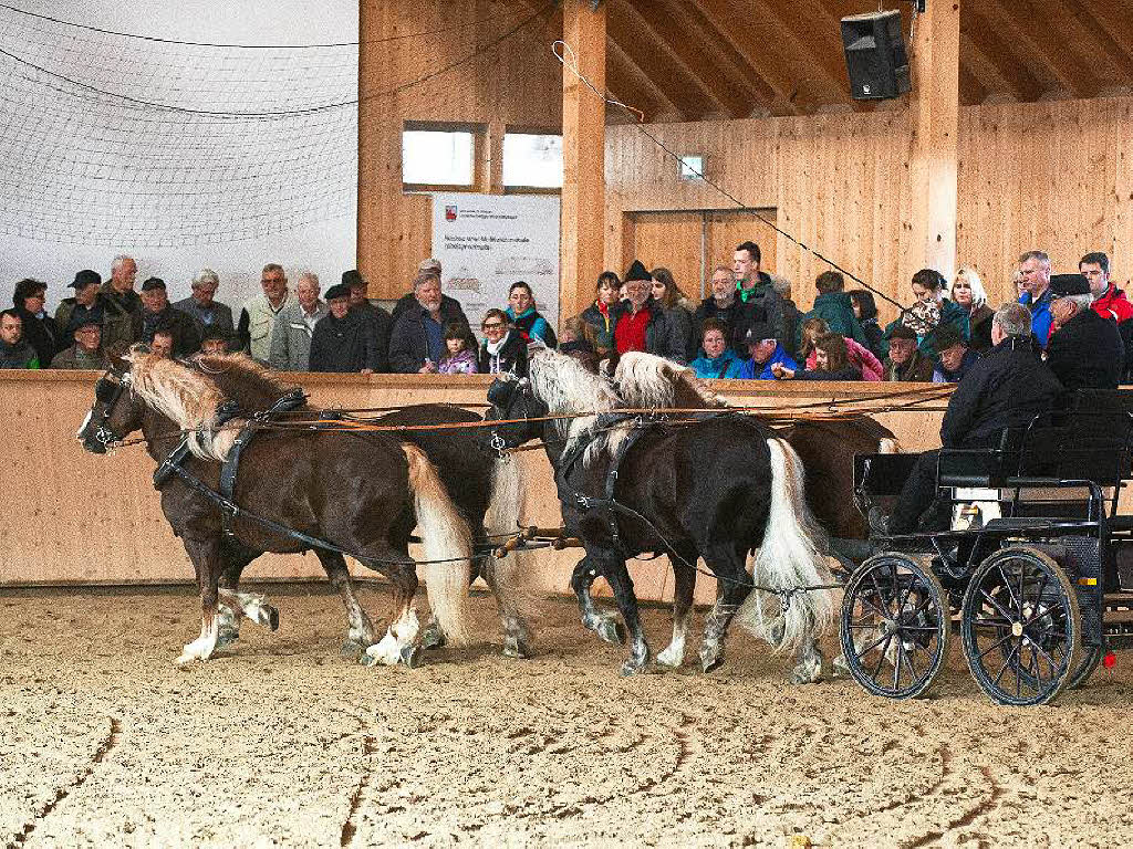 Beim Treffen der Schwarzwlder Pferdezuchtgenossenschaft drehte sich alles um die Vierbeiner, besonders die Deckhengste.