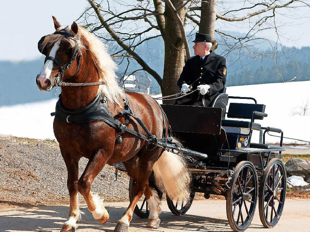 Beim Treffen der Schwarzwlder Pferdezuchtgenossenschaft drehte sich alles um die Vierbeiner, besonders die Deckhengste.