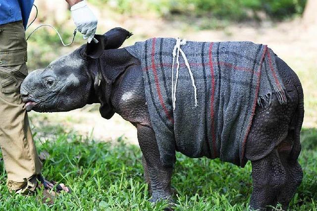 Indische Tierpfleger fttern verlassenes Nashorn-Baby