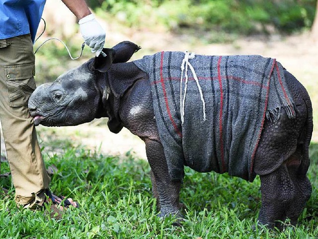 Tierpfleger in Indien pppeln ein zwei Wochen altes Nashorn-Baby auf.  | Foto: AFP