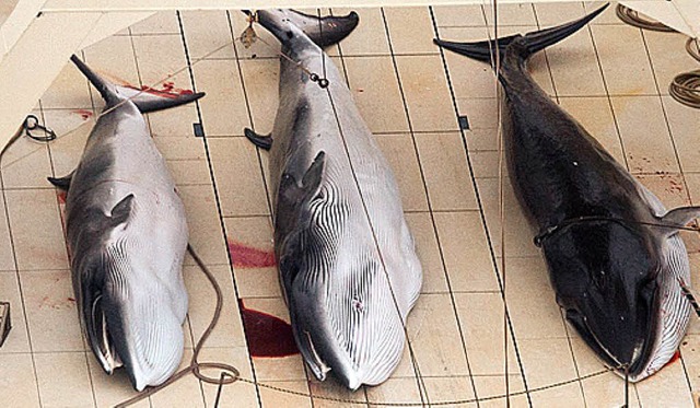 Drei gettete Zwergwale auf einem japanischen Schiff   | Foto: DPA
