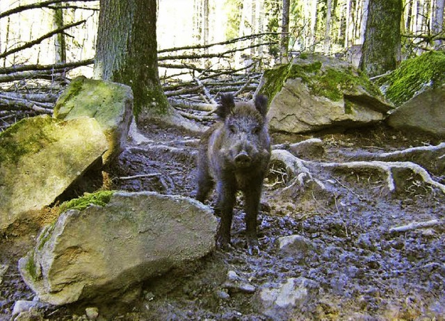 Auch die Wildschweine im Bad Sckinger Wildgehege freuen sich auf den Frhling.   | Foto: Lena Steinbauer