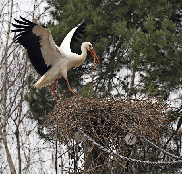 Da bauten die  Strche noch eifrig an ihrem Nest.    | Foto: Grab/Frey