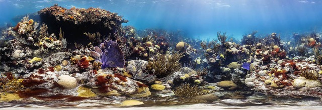 So bunt kann ein Riff sein. Durch die ...e bizarren Lebewesen aber ihre Farbe.   | Foto: dpa