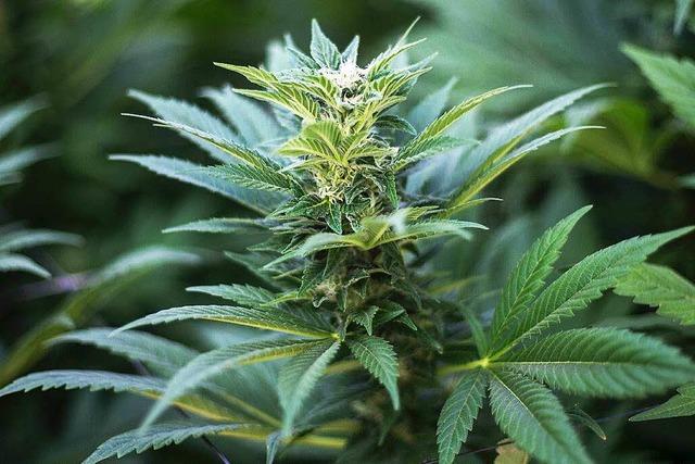 Polizei beschlagnahmt Cannabisplantage