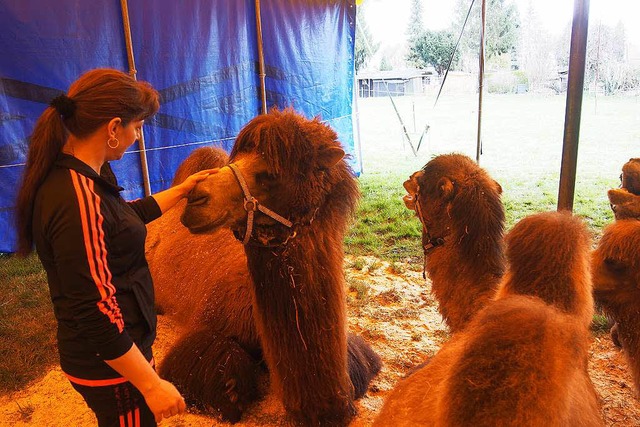 Sandra Frank streichelt eines der Kamele, die beim Circus Montana auftreten.  | Foto: Katharina Schiller