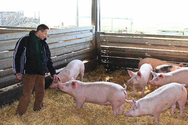 Willsttter Landwirt will, dass es seine Schweine besser haben