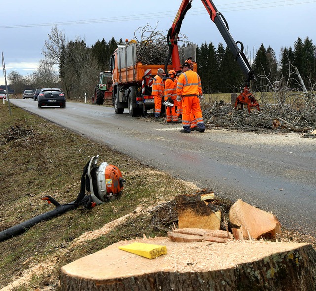 Erkrankte Eschen wurden von Mitarbeite...s gefllt und unmittelbar abgefahren.   | Foto: Wilfried Dieckmann