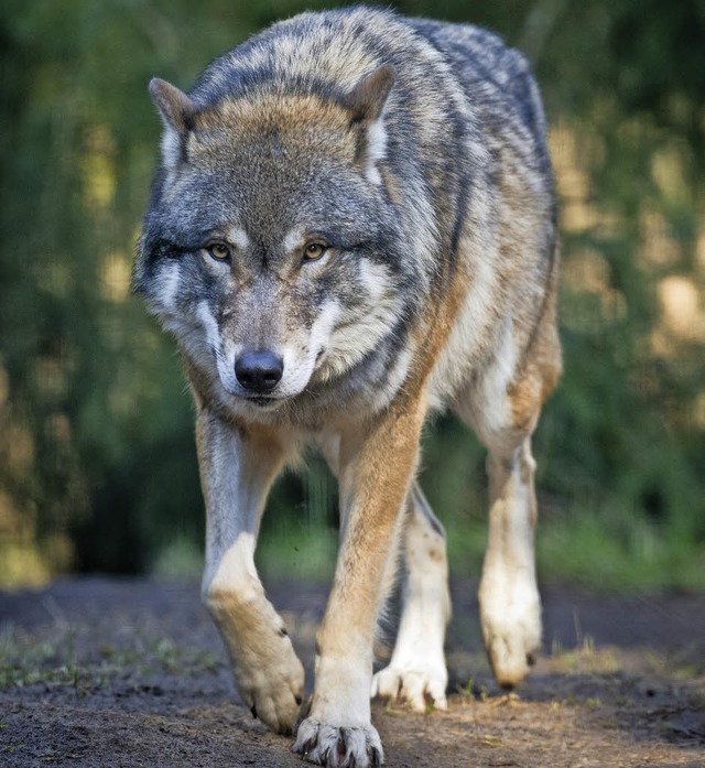 Ein Wolf ist in St. Peter unterwegs.   | Foto: dpa